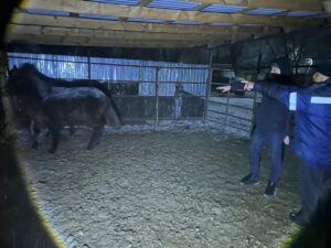 Из-за долгов похитил табун лошадей